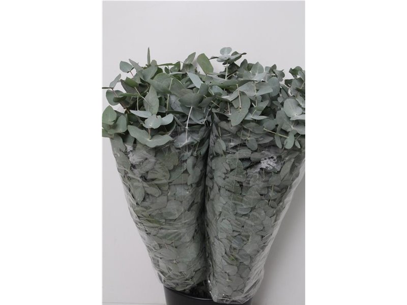 Evkaliptus Cinerea 300gr (p. bunch) c1555