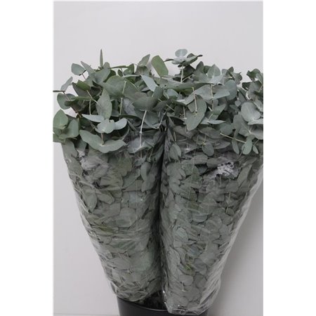 Evkaliptus Cinerea 300gr (p. bunch) c1555