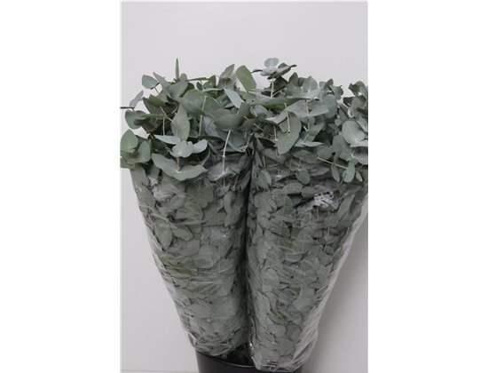 Evkaliptus Cinerea 350gr (p. bunch) c1556