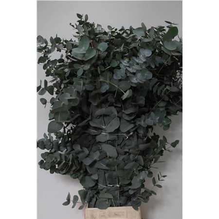 Evkaliptus Cinerea 400gr (p. bunch) c1558