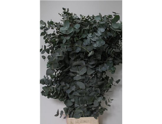 Evkaliptus Cinerea 400gr Xxl (p. bunch) c1559