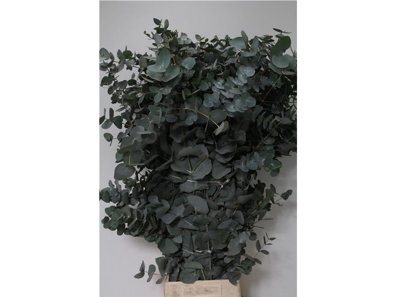 Evkaliptus Cinerea 400gr Xxl (p. bunch) c1559