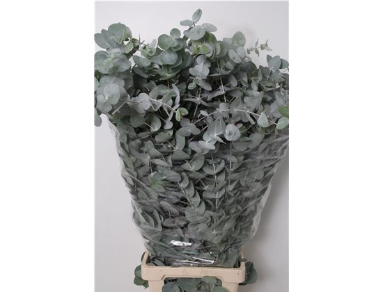 Evkaliptus Cinerea 500gr Xxl (p. bunch) c1560