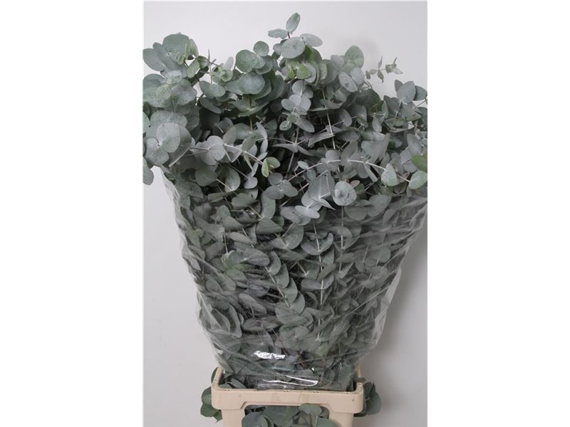 Evkaliptus Cinerea 500gr Xxl (p. bunch) c1560