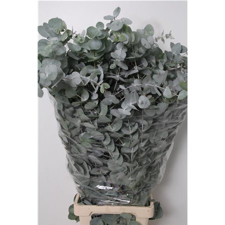 Evkaliptus Cinerea 500gr Xxl (p. bunch) c1560