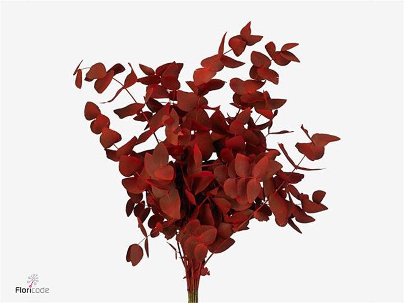 Evkaliptus Cinerea Aubergine c1561