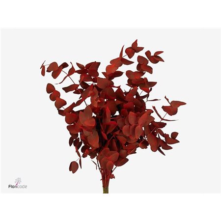 Evkaliptus Cinerea Aubergine c1561