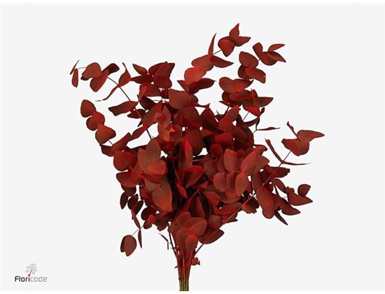 Evkaliptus Cinerea Aubergine 300gr c1562