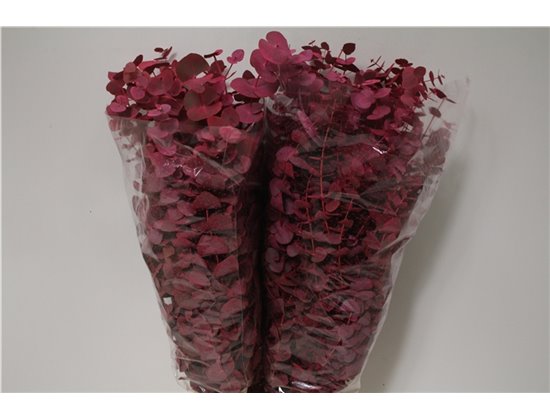 Evkaliptus Cinerea Col Pink 200gr (p. bunch) c1563