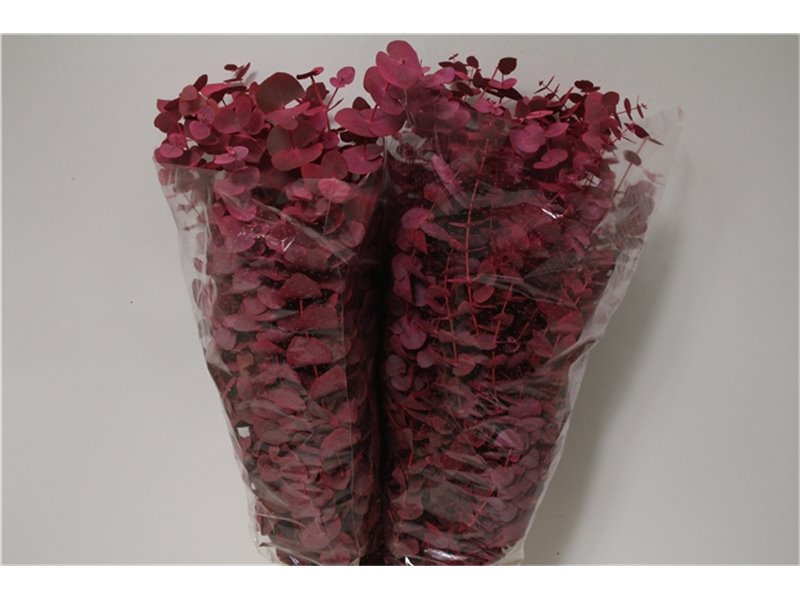 Evkaliptus Cinerea Col Pink 200gr (p. bunch) c1563