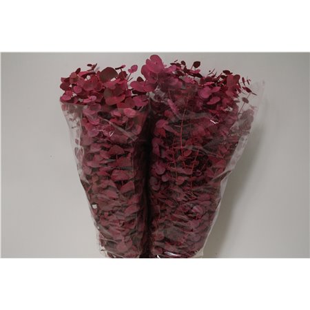 Evkaliptus Cinerea Col Pink 200gr (p. bunch) c1563