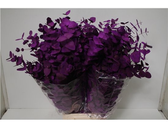 Evkaliptus Cinerea Col Purple 200gr (p. bunch) c1564