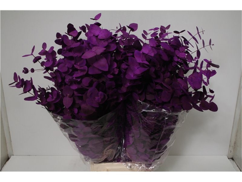 Evkaliptus Cinerea Col Purple 200gr (p. bunch) c1564