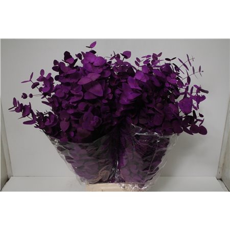Evkaliptus Cinerea Col Purple 200gr (p. bunch) c1564