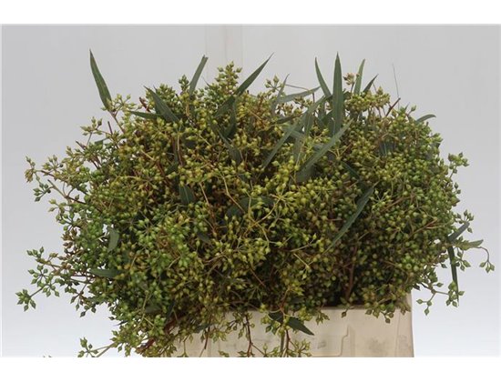 Evkaliptus Exotica Berry 35cm (p. bunch) c1569