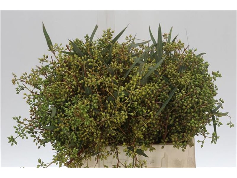 Evkaliptus Exotica Berry 35cm (p. bunch) c1569