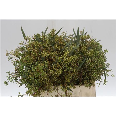 Evkaliptus Exotica Berry 35cm (p. bunch) c1569