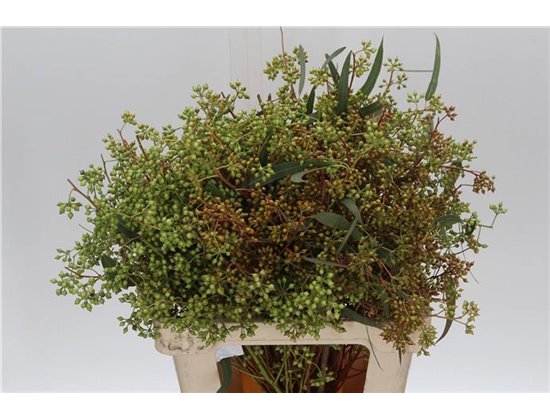 Evkaliptus Exotica Berry 45cm (p. bunch) c1572
