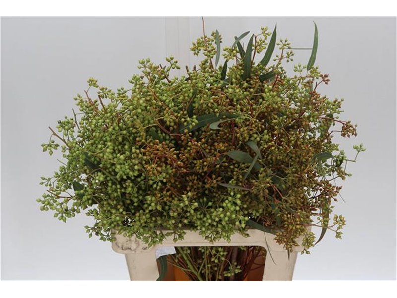 Evkaliptus Exotica Berry 45cm (p. bunch) c1572