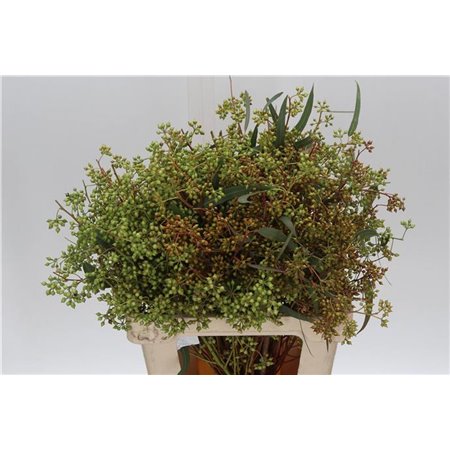 Evkaliptus Exotica Berry 45cm (p. bunch) c1572