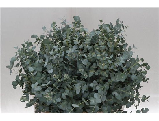 Evkaliptus Gunny 150gr Short (p. bunch) c1574