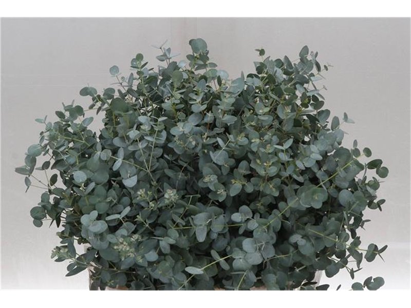 Evkaliptus Gunny 150gr Short (p. bunch) c1574