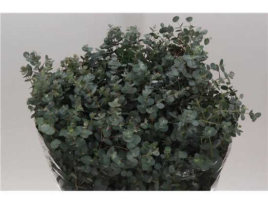 Evkaliptus Gunny 300gr (p. bunch) c1575