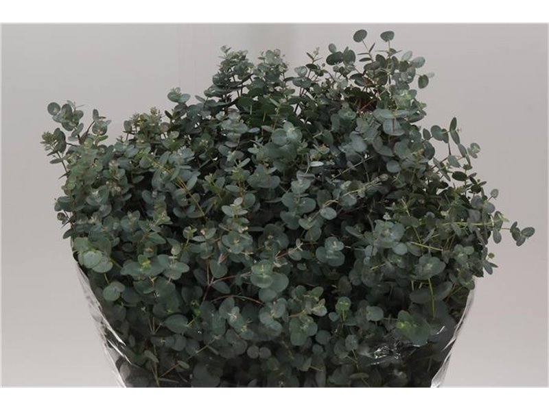 Evkaliptus Gunny 300gr (p. bunch) c1575