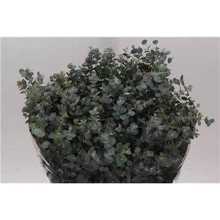 Evkaliptus Gunny 300gr (p. bunch) c1575