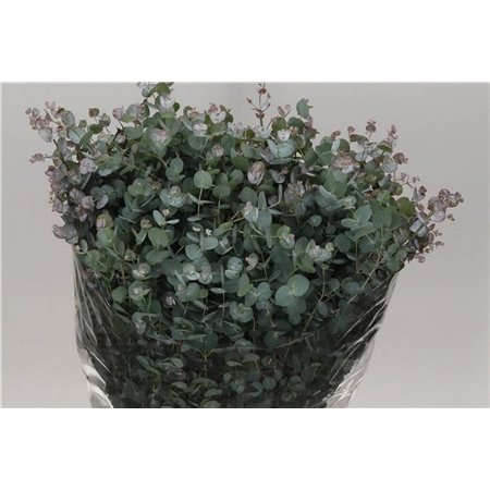 Evkaliptus Gunny 300gr (p. bunch) c1576