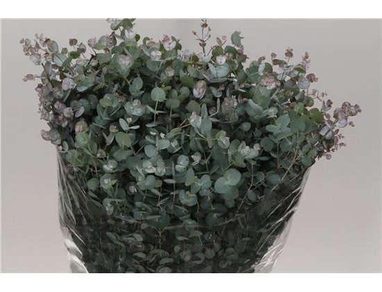 Evkaliptus Gunny 300gr (p. bunch) c1577