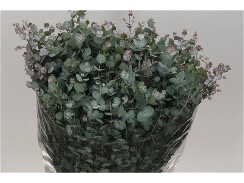 Evkaliptus Gunny 300gr (p. bunch) c1577