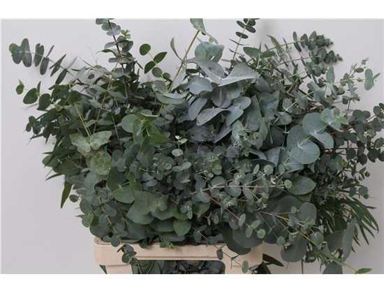 Evkaliptus Mixed 300gr (p. bunch) c1578