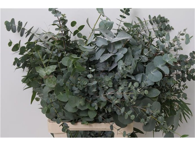 Evkaliptus Mixed 300gr (p. bunch) c1578