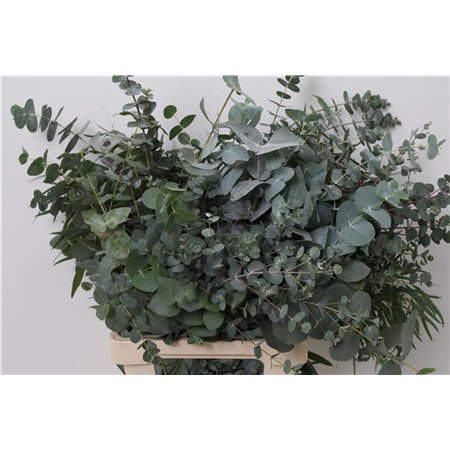 Evkaliptus Mixed 300gr (p. bunch) c1578