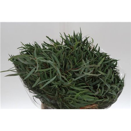 Evkaliptus Nicholii 150gr Short (p. bunch) c1579