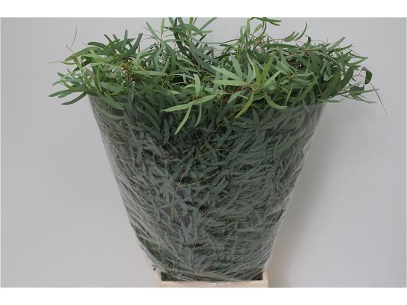 Evkaliptus Nicholii 300gr (p. bunch) c1580