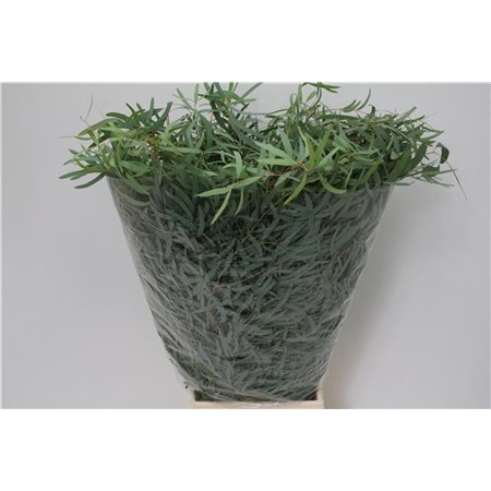 Evkaliptus Nicholii 300gr (p. bunch) c1580