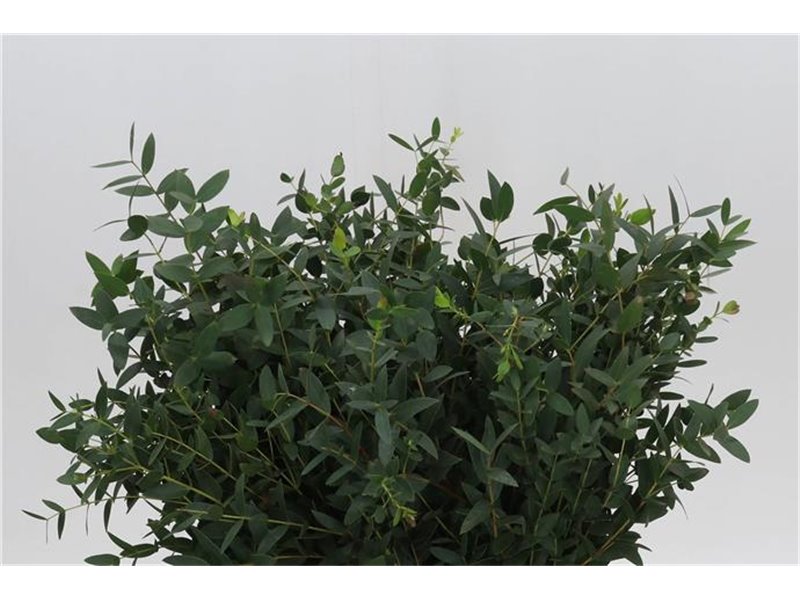 Evkaliptus Nicholii 300gr (p. bunch) c1581