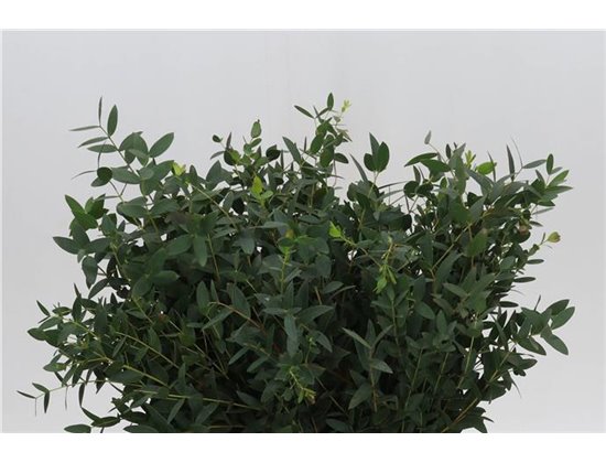 Evkaliptus Parvi 150gr Short (p. bunch) c1582