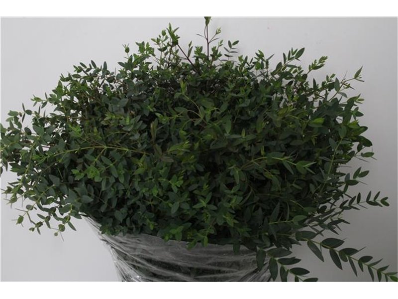 Evkaliptus Parvi 400gr (p. bunch) c1583