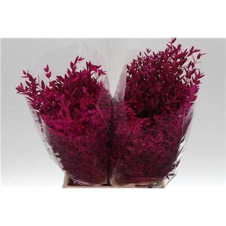 Evkaliptus Parvi Col Cerise 150gr Short (p. bunch) c1584