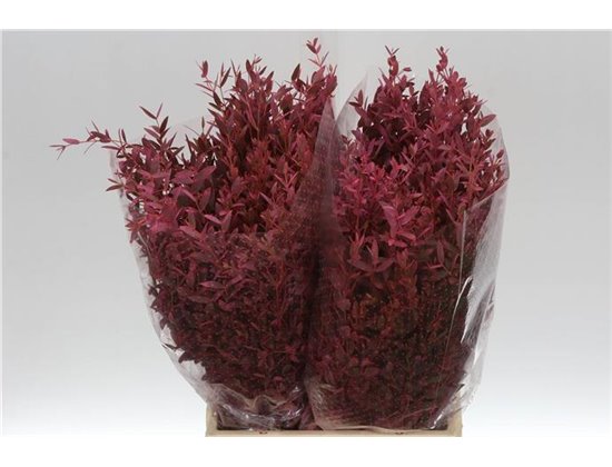 Evkaliptus Parvi Col Pink 150gr Short (p. bunch) c1585
