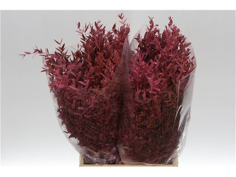 Evkaliptus Parvi Col Pink 150gr Short (p. bunch) c1585