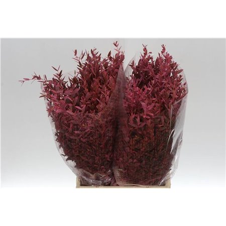 Evkaliptus Parvi Col Pink 150gr Short (p. bunch) c1585