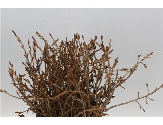 Evkaliptus Pencils 10 Stems (p. bunch) c1587