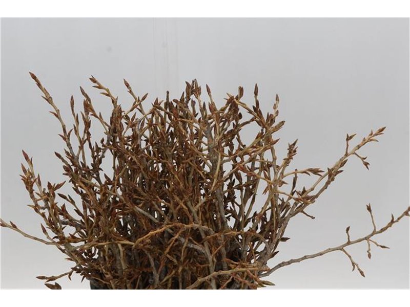 Evkaliptus Pencils 10 Stems (p. bunch) c1587