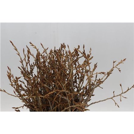 Evkaliptus Pencils 10 Stems (p. bunch) c1587