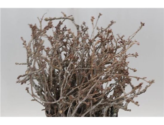 Evkaliptus Populier Round (p. bunch) c1589