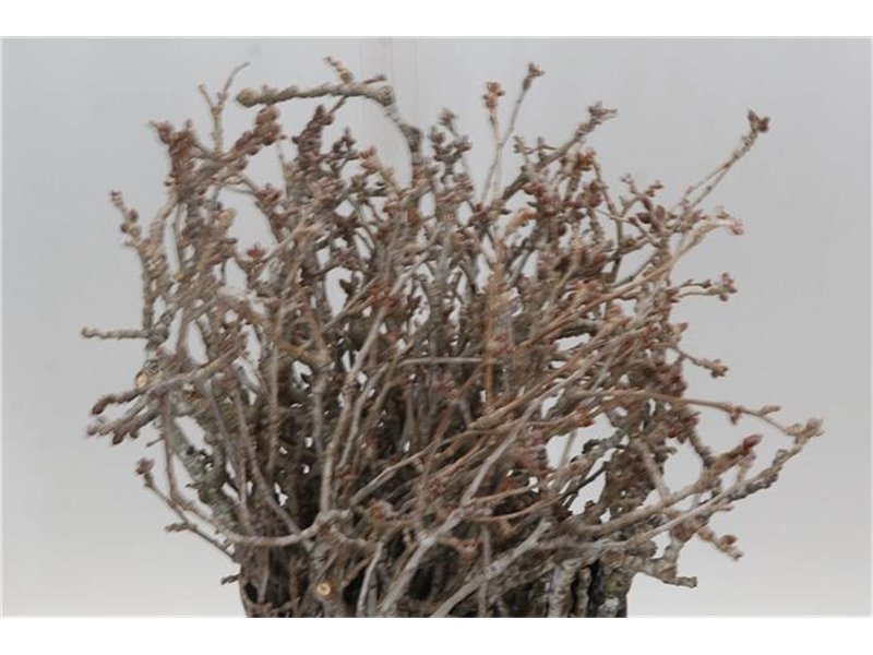 Evkaliptus Populier Round (p. bunch) c1589